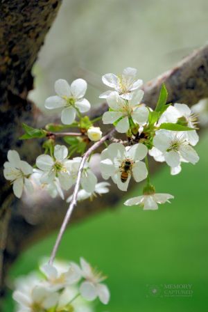 Cherry Blossoms (1)-c79.jpg
